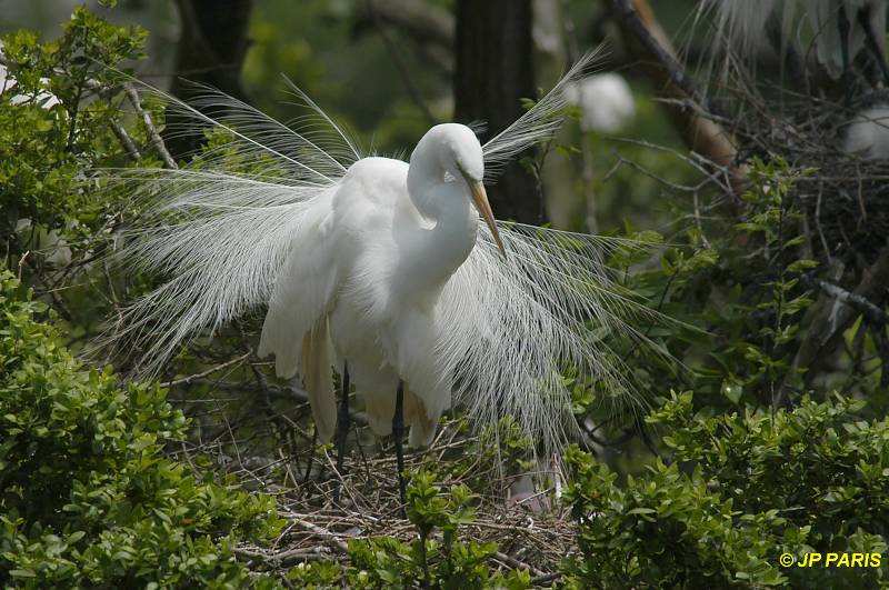 Ardea alba